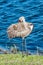 Single Sand Hill crane, preening back feathers