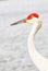 Single Sand Hill crane, preparing to attack, bird feeter