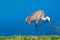 Single Sand Hill crane, scraching side of head