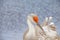 Single Sand Hill crane, standing on edge of a tropical lake