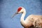 Single Sand Hill crane, standing on edge of a tropical lake