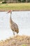 Single Sand Hill crane, standing on shoreline of a tropical lake