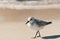 Single Sanderling bird walking