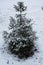 Single sapling of spruce covered with snow