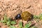 Single Scarabaeus sacer of Sacred Scarab on ground