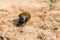 Single Scarabaeus sacer of Sacred Scarab on ground