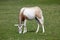 A single Scimitar Horned Oryx Grazing