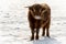 Single Scottish Highland Young Bull in Snow