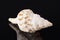 Single sea shell of marine snail, horse conch isolated on black background