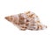 Single sea shell of marine snail, horse conch isolated on white background
