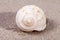 Single sea shell of marine snail lying on the sand