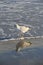 Single seagull with feet in cold ocean water