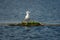 Single seagull on floating isle in danubian delta