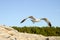 Single seagull flying across a blue sky. Beautiful white Seagull flying with spread wings above the sea. Birds in nature. Seagull