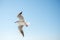 Single seagull flying in blue a sky