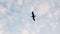 Single Seagull Flying In Blue Sky With White Clouds