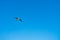Single seagull flying in front of a bright blue sky