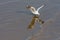 Single seagull flying over Bangpu sea