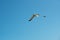 Single seagull flying overhead in a blue sky