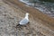 Single seagull, Laridae, stands on stone beach watching sea wave
