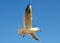 Single seagull larinae in the blue sky