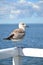 Single seagull Larinae standing on the railing of the pier