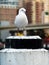 Single seagull on a pillar looking for food