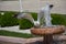 Single seagull by the side of a fountain