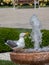 Single seagull by the side of a fountain