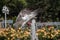 Single seagull by the side of a fountain