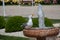 Single seagull by the side of a fountain