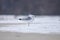 Single seagull standing on the ice