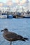 Single seagull standing on the marina