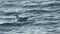 Single seagull swimming on the water of the baltic sea