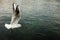 Single seagull taking flight over emerald waters of Lake Geneva.