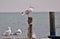 Single Seagulls, close up,  sitting on a pole in beautiful pastel pink light at the shore