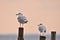Single Seagulls, close up,  sitting on a pole in beautiful pastel pink light at the shore