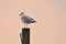 Single Seagulls, close up,  sitting on a pole in beautiful pastel pink light at the shore