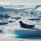 A single of seal reclines on an arctic ice shelf, forever vigilant