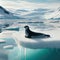 A single of seal reclines on an arctic ice shelf, forever vigilant