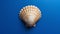 A single seashell, delicately placed against a colored background, captures the essence of the ocean