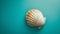 A single seashell, delicately placed against a colored background, captures the essence of the ocean