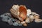 Single seashell standing on small shells on black background