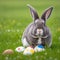 Single sedate furry american rabbit sitting on green grass with easter eggs.