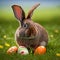 Single sedate furry american rabbit sitting on green grass with easter eggs.