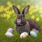 Single sedate furry American Sable rabbit sitting on green grass with easter egg