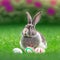 Single sedate furry Belgian rabbit sitting on green grass with easter eggs.