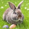 Single sedate furry California rabbit sitting on green grass with easter eggs.