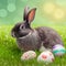 Single sedate furry Checkered rabbit sitting on green grass with easter eggs.