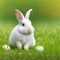 Single sedate furry Dwarf rabbit sitting on green grass with easter eggs.